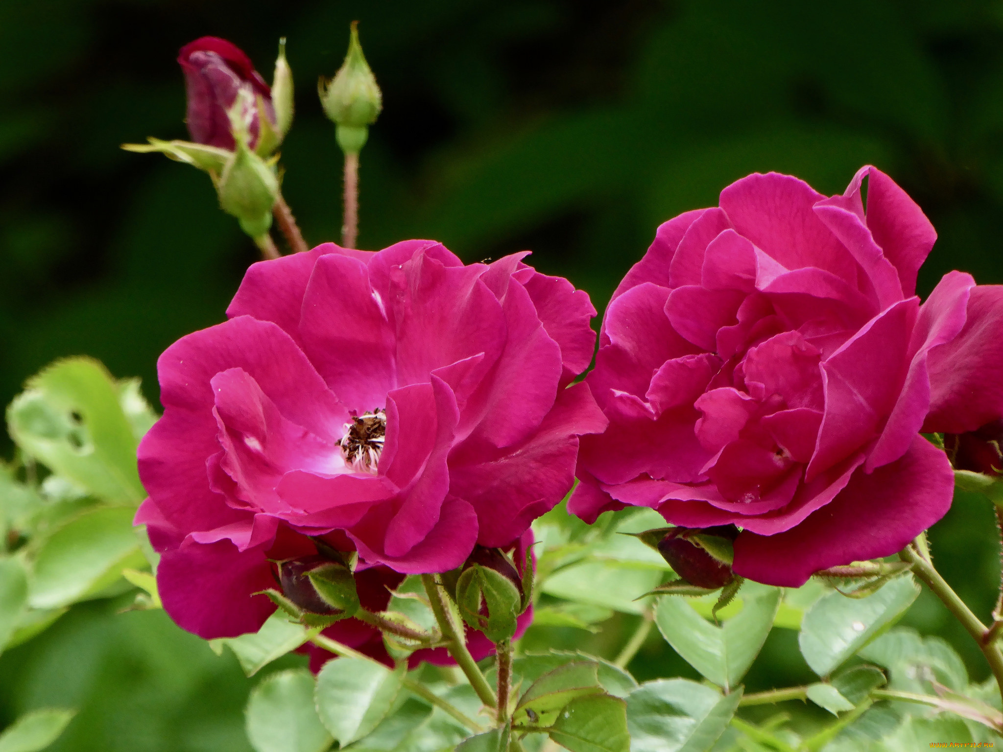 , , , , blossoms, leaves, petals, bud, rose, , , 